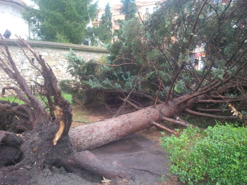Efectele furtunii din 1 august 2016 la Câmpia Turzii: o persoană ușor rănită, peste 10 copaci căzuți